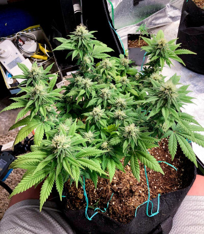 Vanilla Kush fem (Barney's Farm) семена конопли