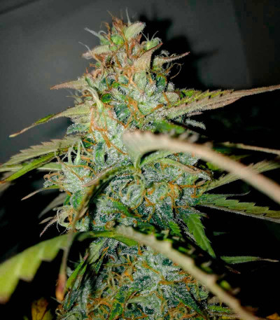 AK-77V fem (Victory Seeds) семена конопли