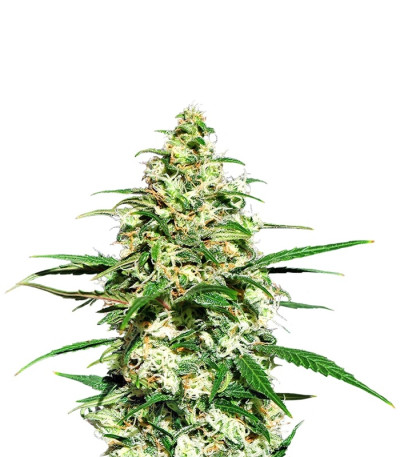 Amnesi-K fem семена конопли