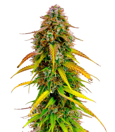 Auto Bruce Banner XXL fem (Advanced Seeds) семена конопли