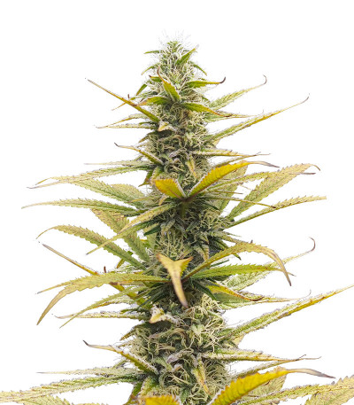 Auto Bruce Lemon Diesel fem (Dutch Passion) семена конопли