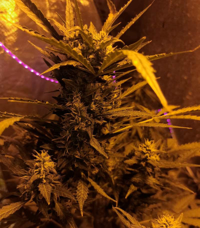 Auto Seemango fem (Victory Seeds) семена конопли