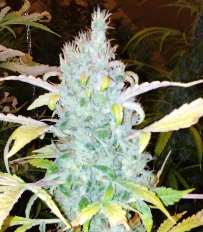 Auto Ak fem (Female Seeds) семена конопли