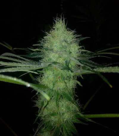 Big Tooth fem (Strain Hunters) семена конопли