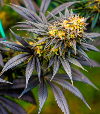 Black Lebanon fem (Dutch Passion) семена конопли