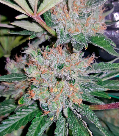 Blue Mystic fem (Royal Queen Seeds) семена конопли