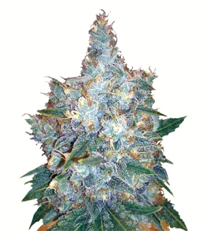 Auto Blueberry Berry fem семена конопли