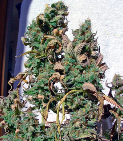 Blueberry fem (Dutch Passion) семена конопли