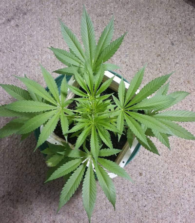 Bona Dea CBD+ fem (Vision Seeds) семена конопли