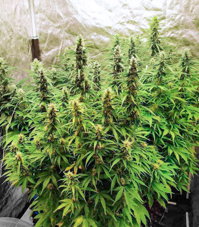 Bruce Banner fem (Cali Buds Seeds) семена конопли
