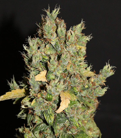 CBD Auto 20:1 fem (FastBuds) семена конопли