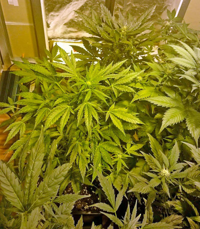 Damnesia Autoflowering fem (Strain Hunters) семена конопли