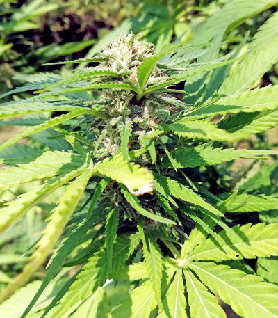 Eleven Roses Early Version fem (Delicious Seeds) семена конопли