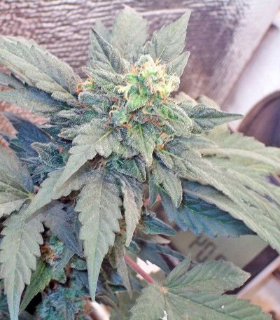 Fruit Autoflowering (Dinafem Seeds) семена конопли