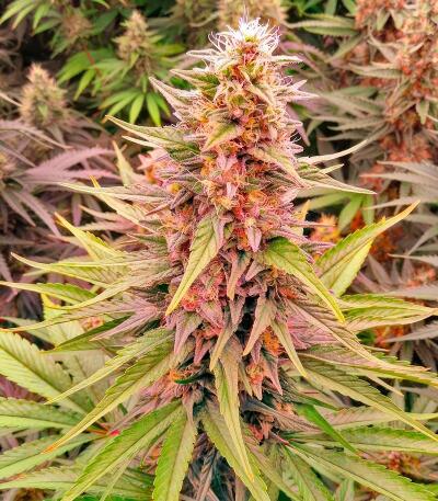 Garlic Cookies fem семена конопли