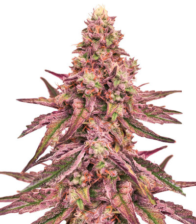 Glue Cookies fem (AlphaFem Seeds) семена конопли