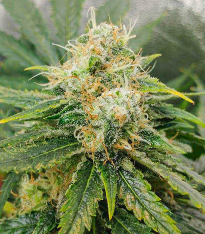 Glue Sherbert fem (AlphaFem Seeds) семена конопли