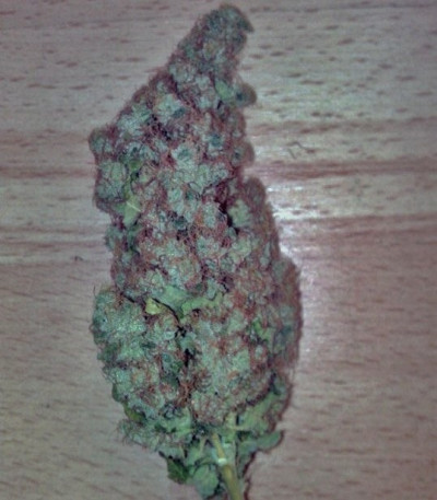 Haze Berry fem (Royal Queen Seeds) семена конопли