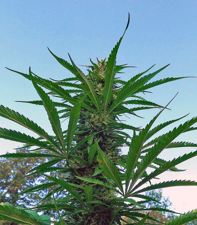 Kilimanjaro fem (World of Seeds) семена конопли