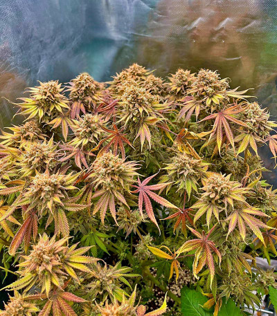 Lemon Mandarin fem (FastBuds) семена конопли