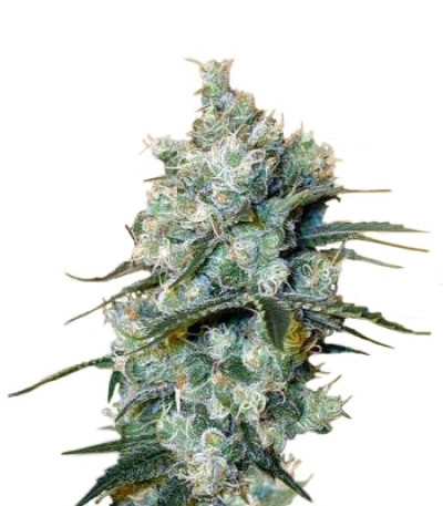 Medusa fem (Nirvana Seeds) семена конопли