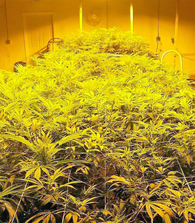 Northern Lights fem (Vision Seeds) семена конопли