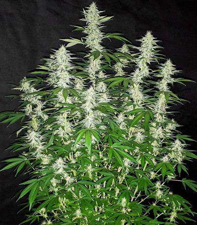 Peanut Butter OGKB fem (Original Sensible Seeds) семена конопли