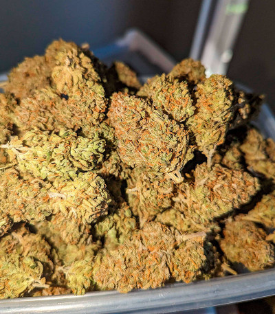 Pound Cake Auto fem (FastBuds) семена конопли