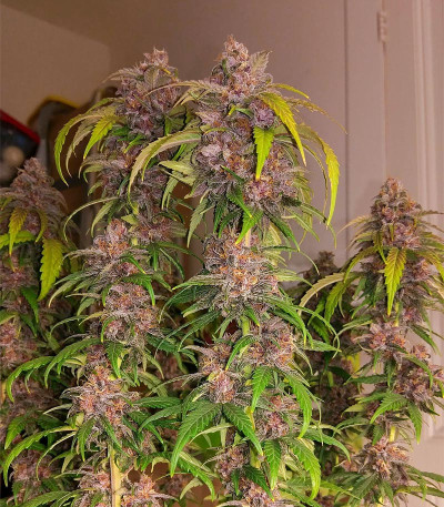 Red Purps fem (Female Seeds) семена конопли