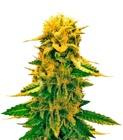 Sugar Black Rose Auto fem (Delicious Seeds) семена конопли