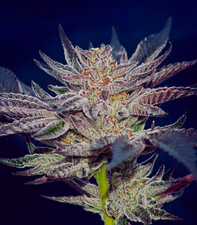 Slipstream fem (Compound Genetics) семена конопли