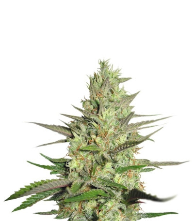 Special Queen 1 fem (Royal Queen Seeds) семена конопли
