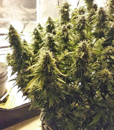 + Speed Auto fem (Sweet Seeds) семена конопли