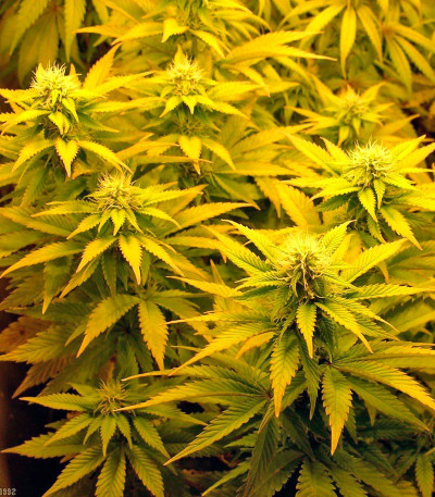 Tutankhamon fem (Pyramid Seeds) семена конопли