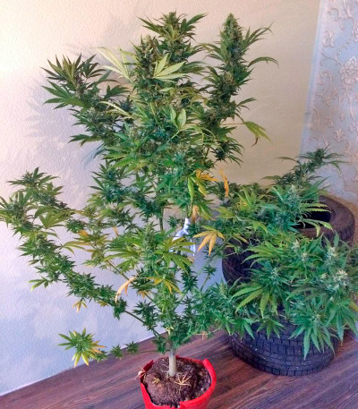 Wild Thailand fem (World of Seeds) семена конопли