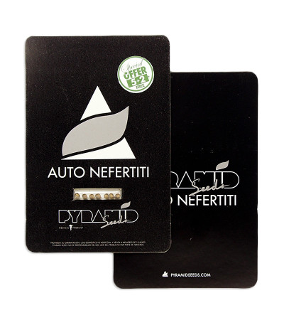 Auto Nefertiti fem (Pyramid Seeds) семена конопли