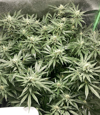 Monster Gelato (Monster Genetics) семена конопли