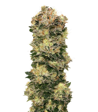 Auto Sweet Soma fem (00 Seeds) семена конопли