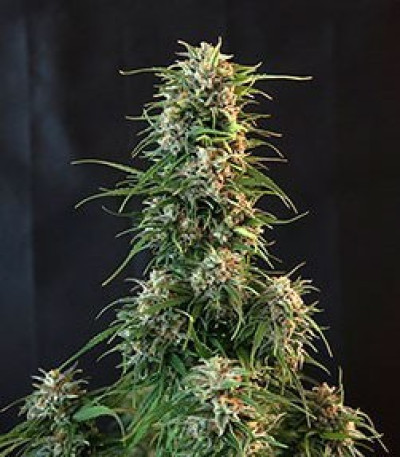 Buddha Calamity Jane auto fem (Buddha Seeds) семена конопли