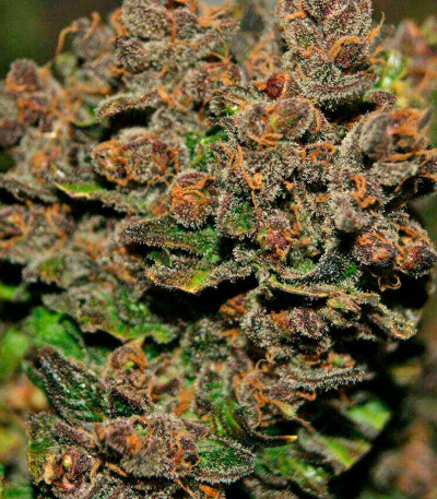 Blackberry auto fem (FastBuds) семена конопли