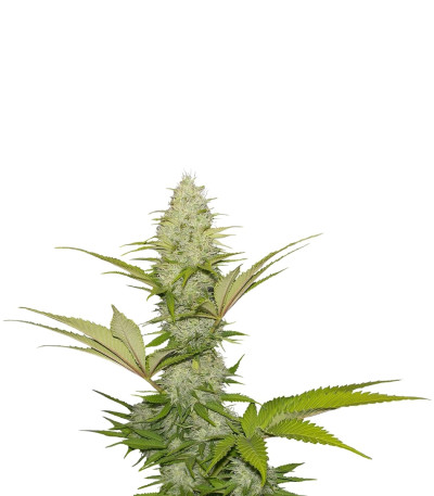 Blue Cheese fem (Royal Queen Seeds) семена конопли