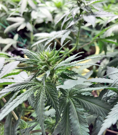 Семена каннабиса Blue Critical Autoflowering