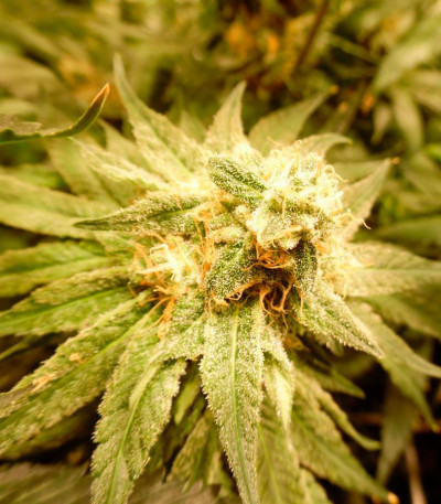 Blue Kripple fem (Dr. Krippling Seeds) семена конопли