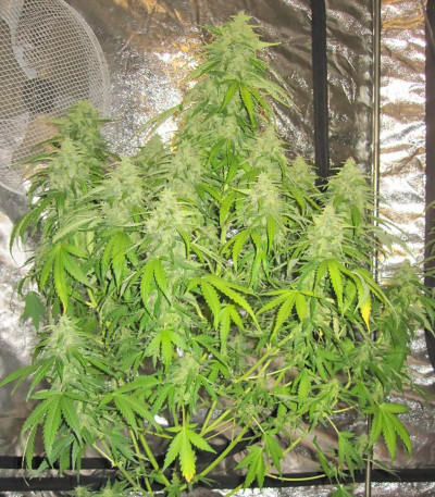 Devotchka Auto fem (Doctor’s Choice) семена конопли