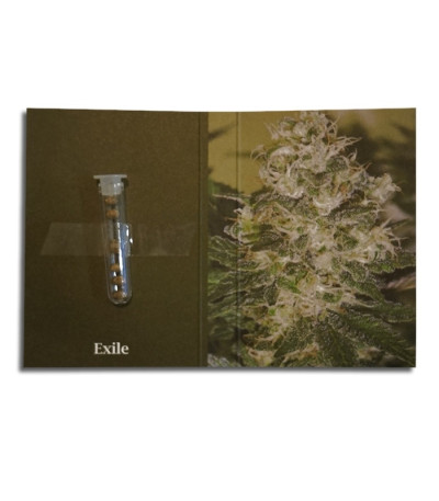 Exile fem (Serious Seeds) семена конопли