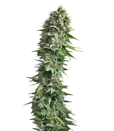 Fruit Spirit fem (Royal Queen Seeds) семена конопли