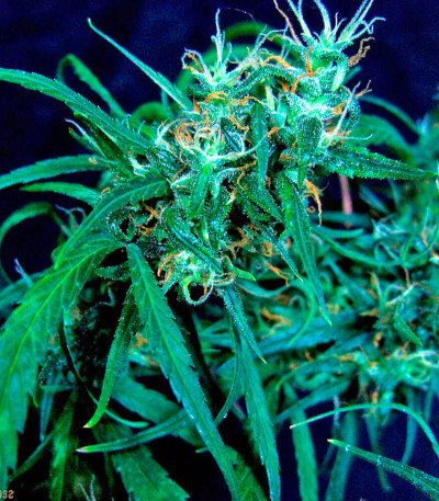 Hawaii Maui Waui fem (Nirvana Seeds) семена конопли