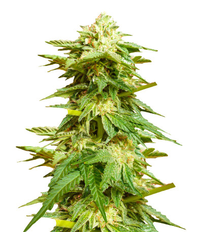 Hero Cookies fem (AlphaFem Seeds) семена конопли