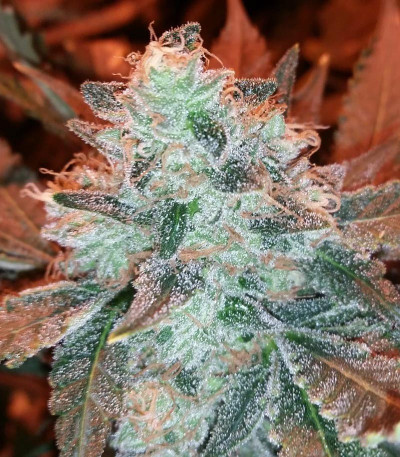 Incredible Bulk fem (Dr. Krippling Seeds) семена конопли