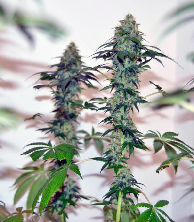 Lemon Skunk fem каннабис Green house seeds